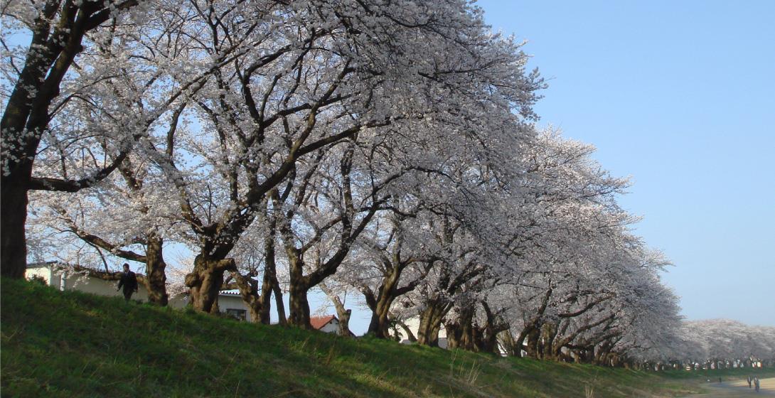 Asuwa River Cherry Tree Row