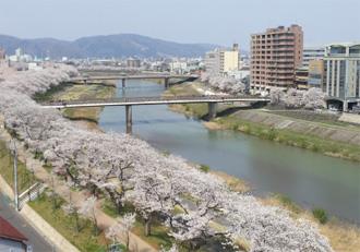 Asuwa River Cherry Tree Row