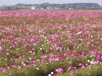 Miyanoshita Cosmos Garden