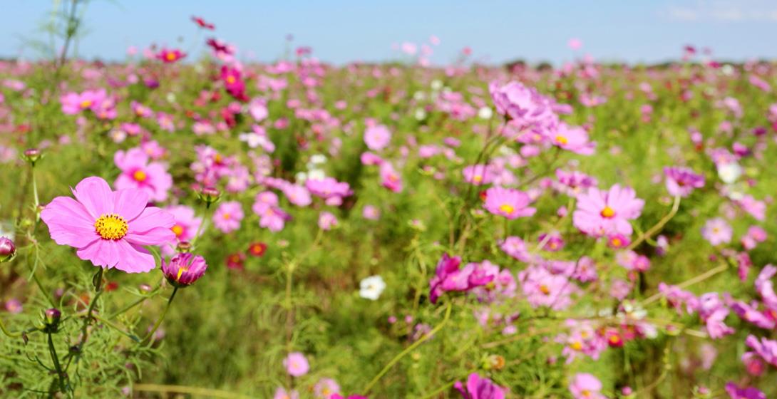 Miyanoshita Cosmos Garden