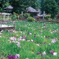 Daianzenji Temple Iris Festival