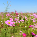 Miyanoshita Cosmos Festival